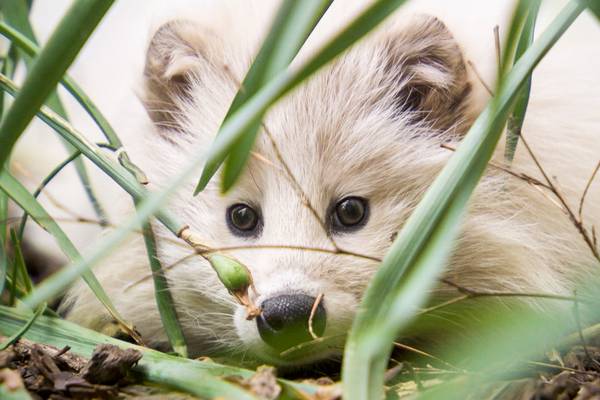 Een dag in de dierentuin: Pairi Daiza