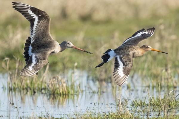 Grutto! De reis van onze nationale vogel